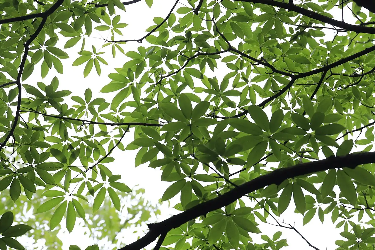 七叶树 (Aesculus chinensis) — 更多视角