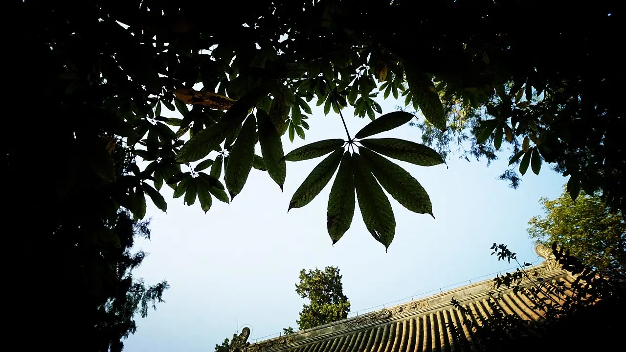 七叶树 (Aesculus chinensis) — 更多视角