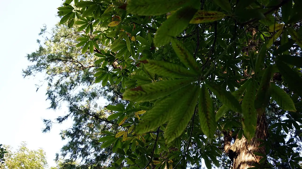 七叶树 (Aesculus chinensis) — 更多视角