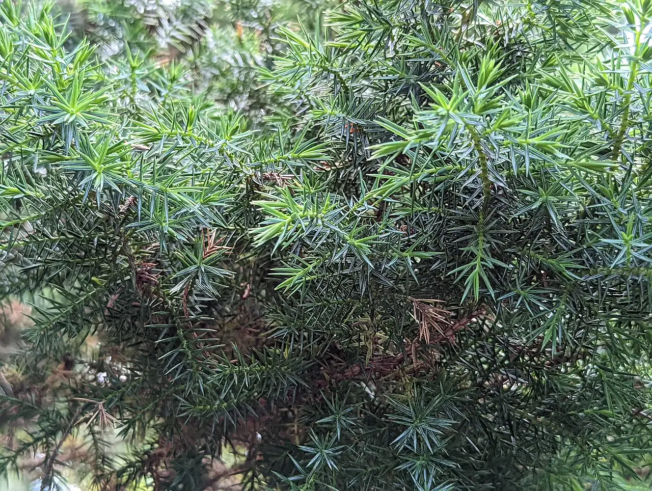 圆柏 (Juniperus chinensis) — 更多视角
