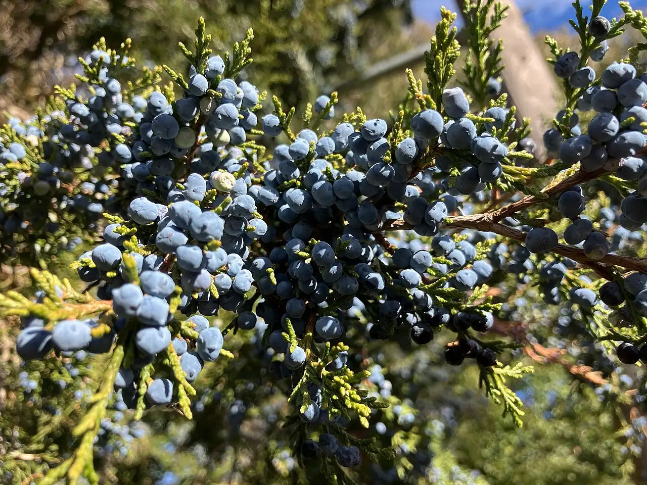 圆柏 (Juniperus chinensis) — 更多视角