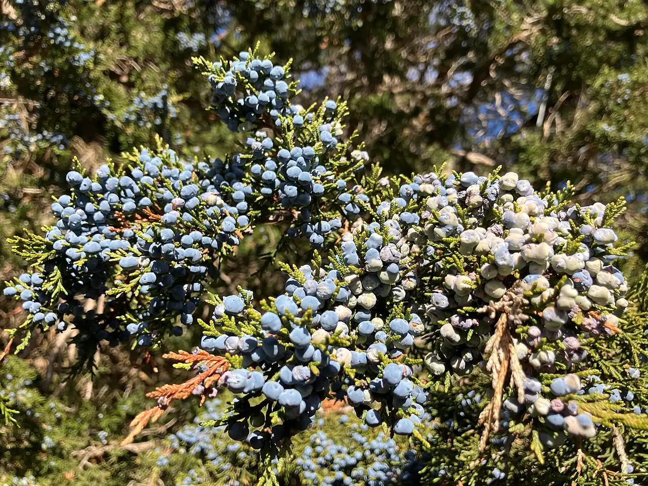 圆柏 (Juniperus chinensis) — 更多视角
