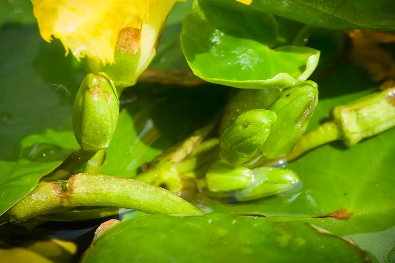 莼菜 (Nymphoides peltata) — 细节