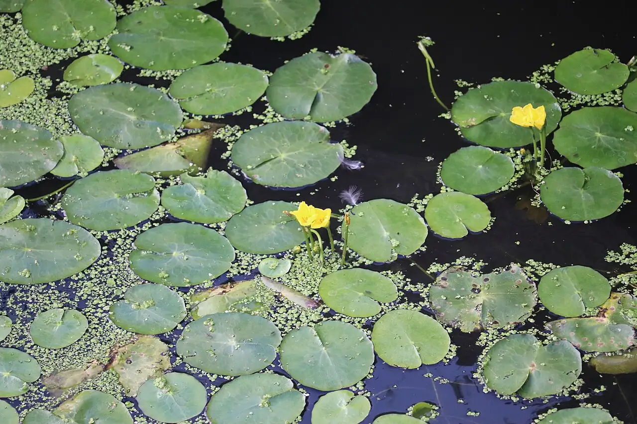 莼菜 (Nymphoides peltata) — 特写