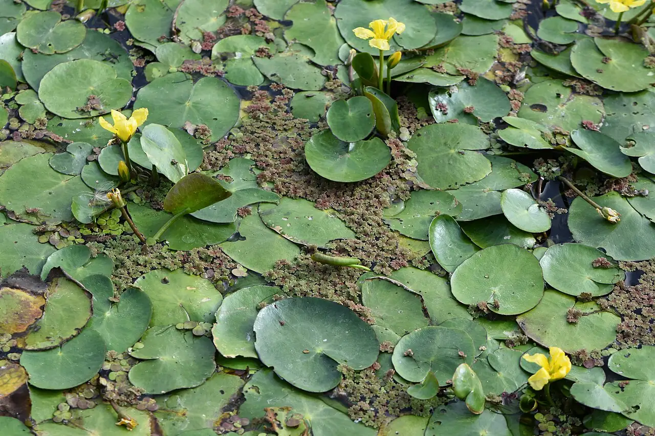 莼菜 (Nymphoides peltata) — 环境展示