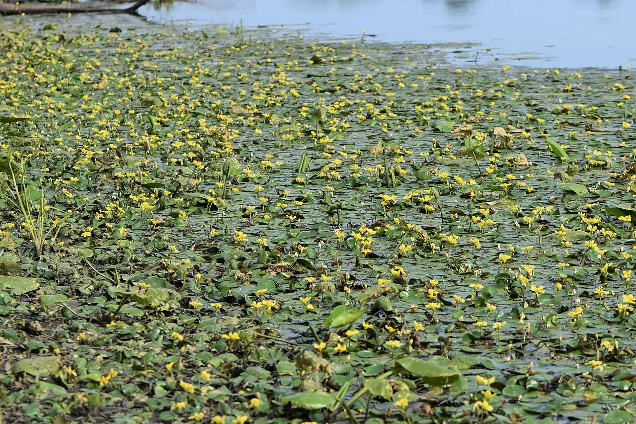 莼菜 (Nymphoides peltata) — 主图