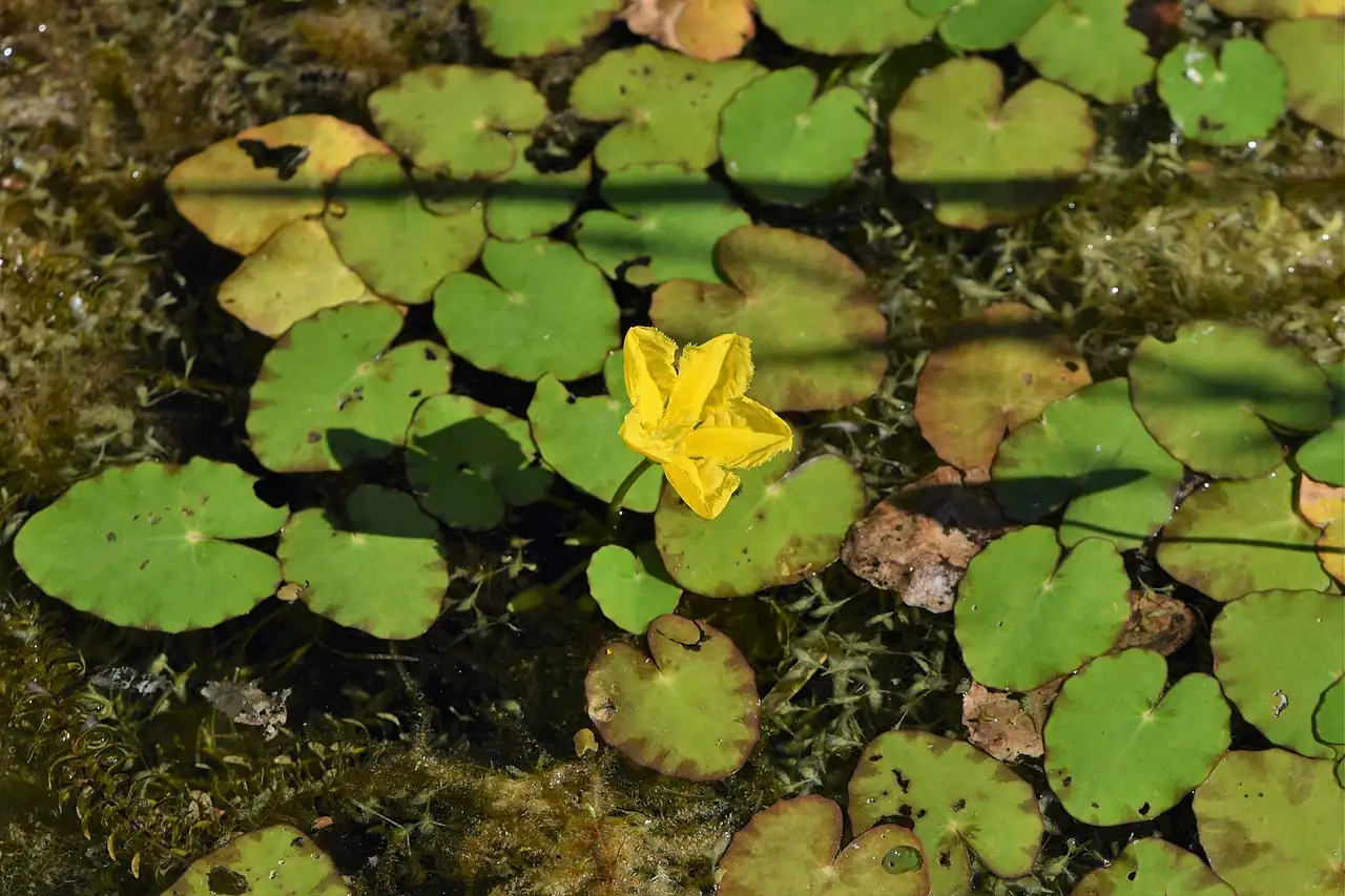 莼菜 (Nymphoides peltata) — 更多视角