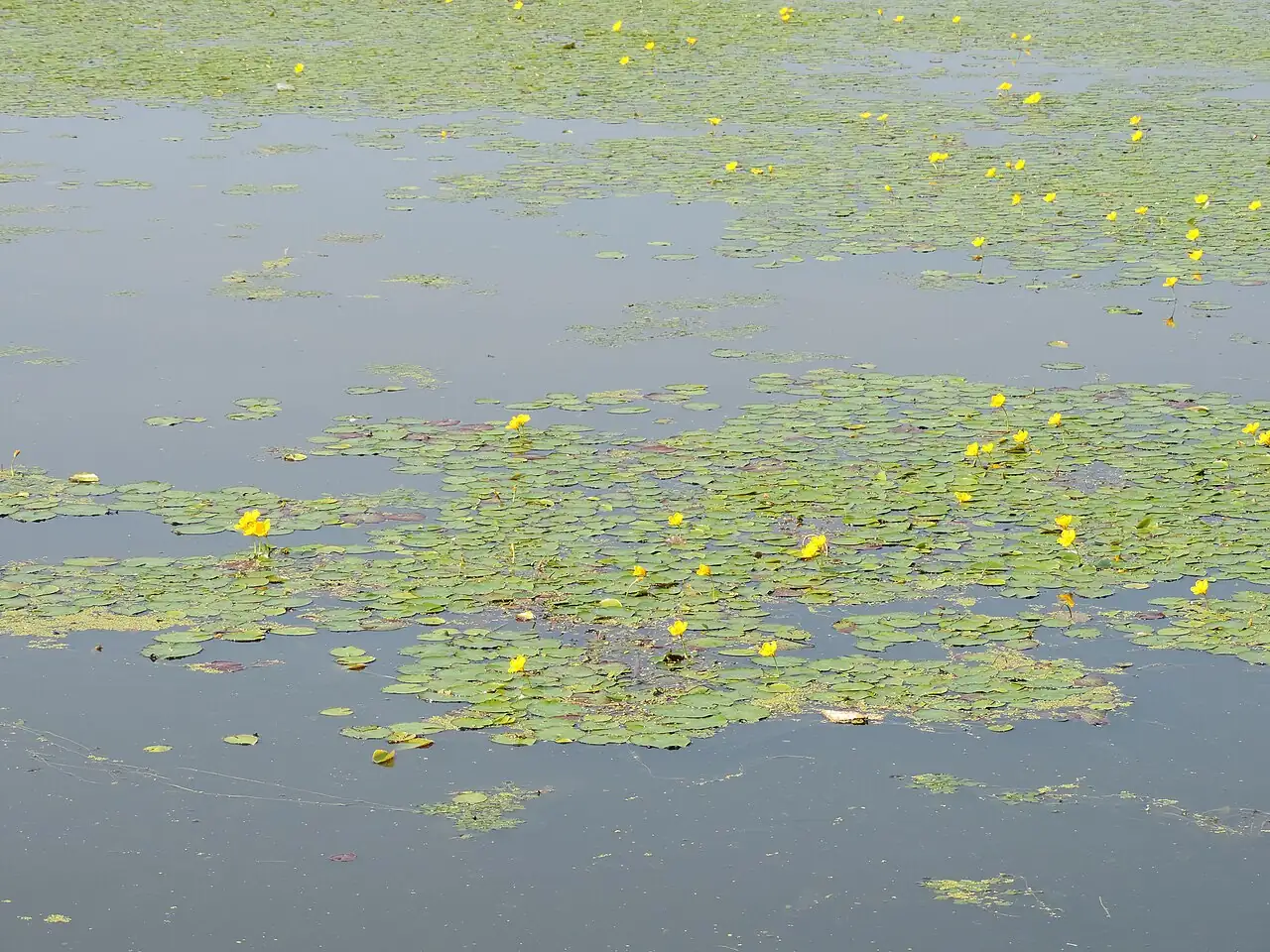 莼菜 (Nymphoides peltata) — 更多视角