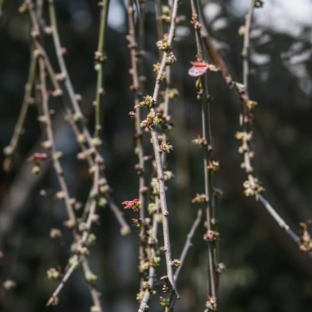 山麻杆 (Alchornea davidii) — 特写