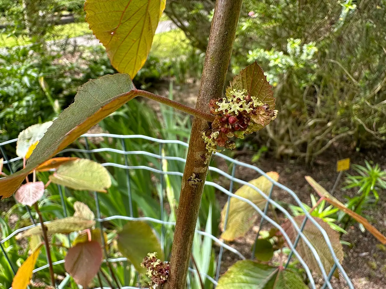 山麻杆 (Alchornea davidii) — 环境展示