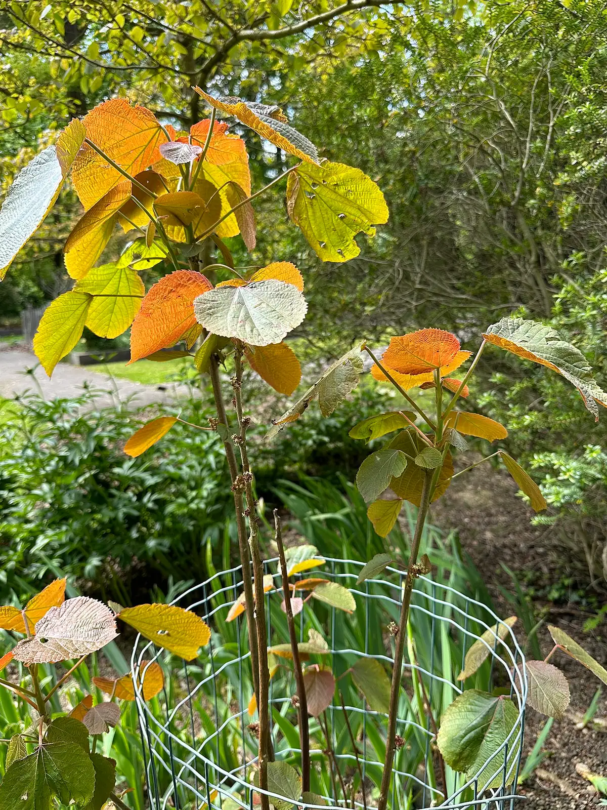 山麻杆 (Alchornea davidii) — 更多视角