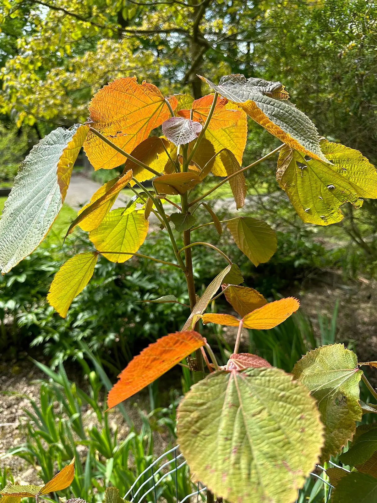 山麻杆 (Alchornea davidii) — 更多视角