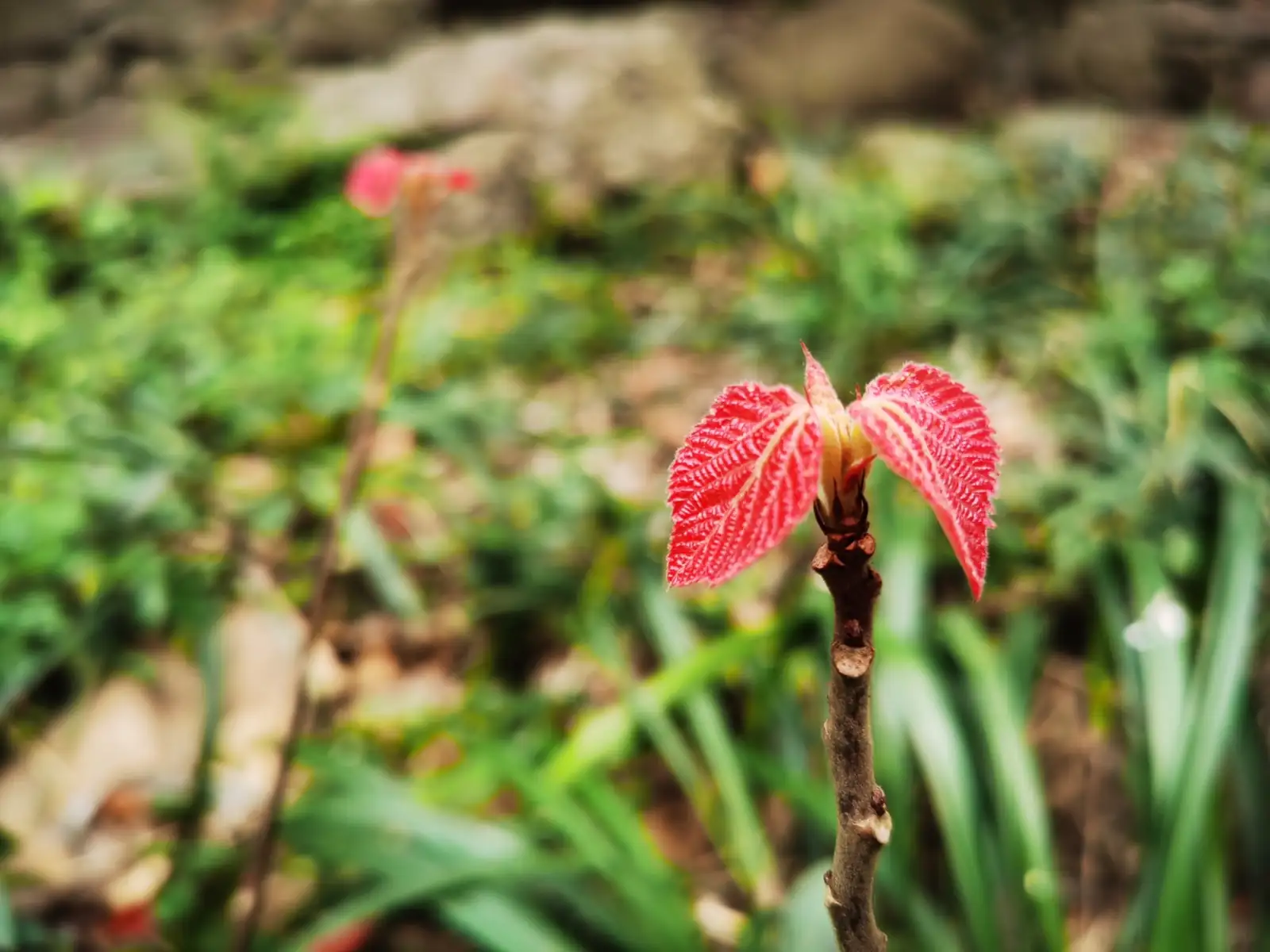 山麻杆 (Alchornea davidii) — 更多视角