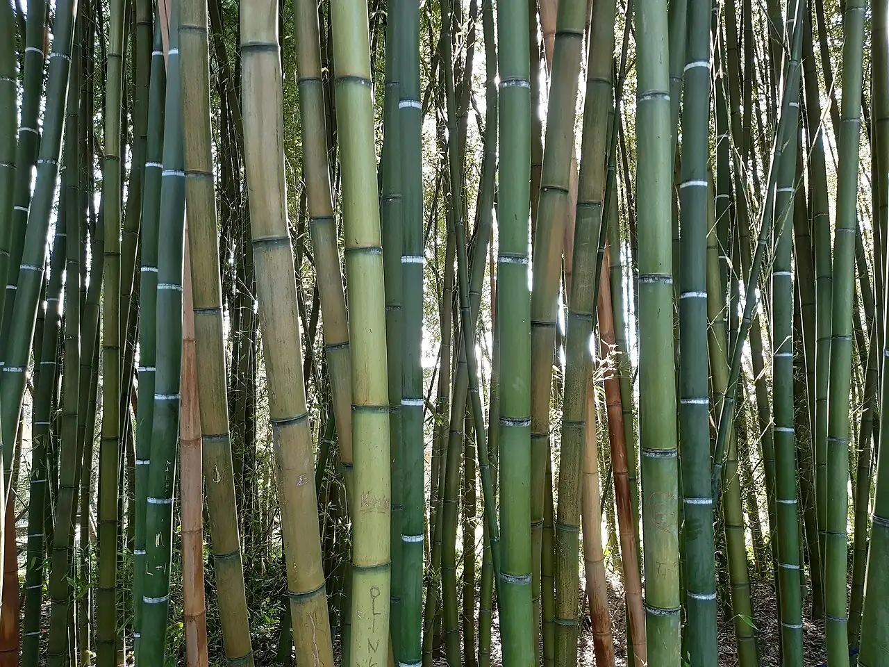 斑竹 (Phyllostachys bambusoides) — 主图
