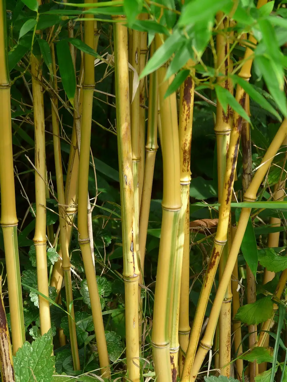 斑竹 (Phyllostachys bambusoides) — 细节