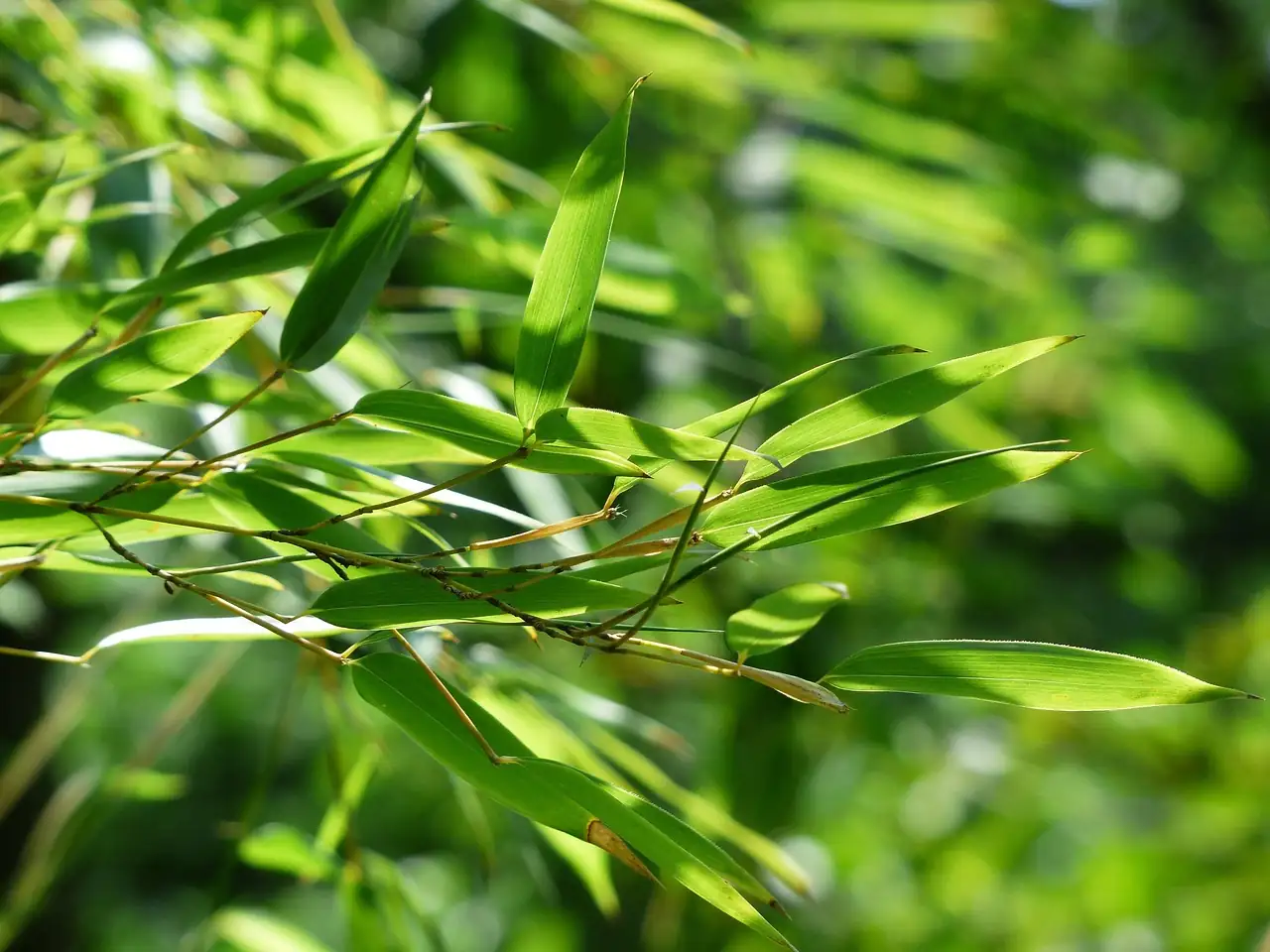 斑竹 (Phyllostachys bambusoides) — 更多视角