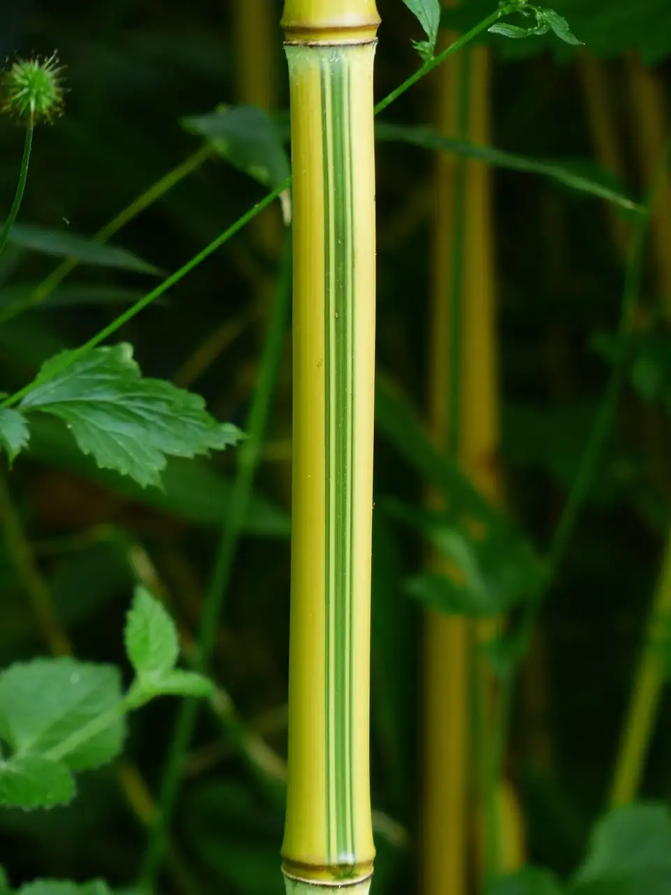 斑竹 (Phyllostachys bambusoides) — 更多视角