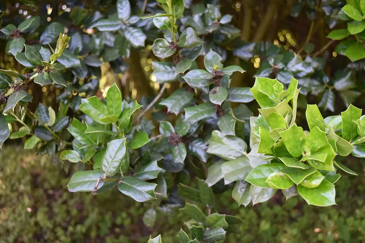 枸骨 (Ilex cornuta) — 更多视角