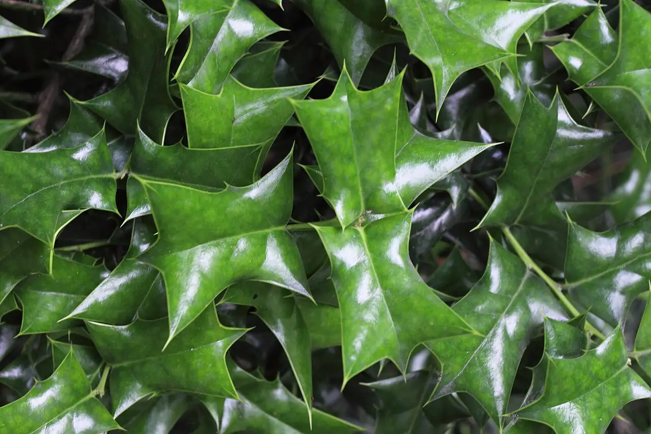 枸骨 (Ilex cornuta) — 细节