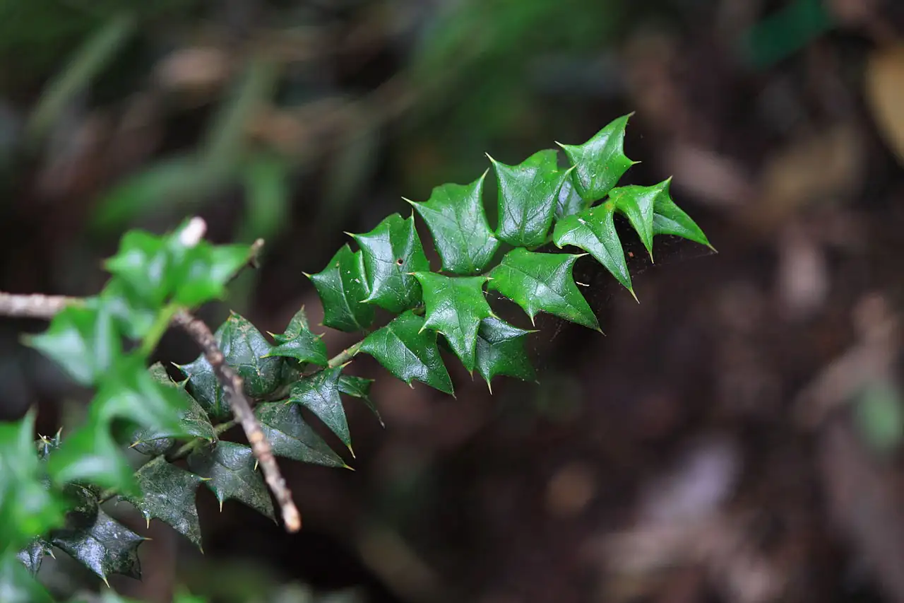 枸骨 (Ilex cornuta) — 特写