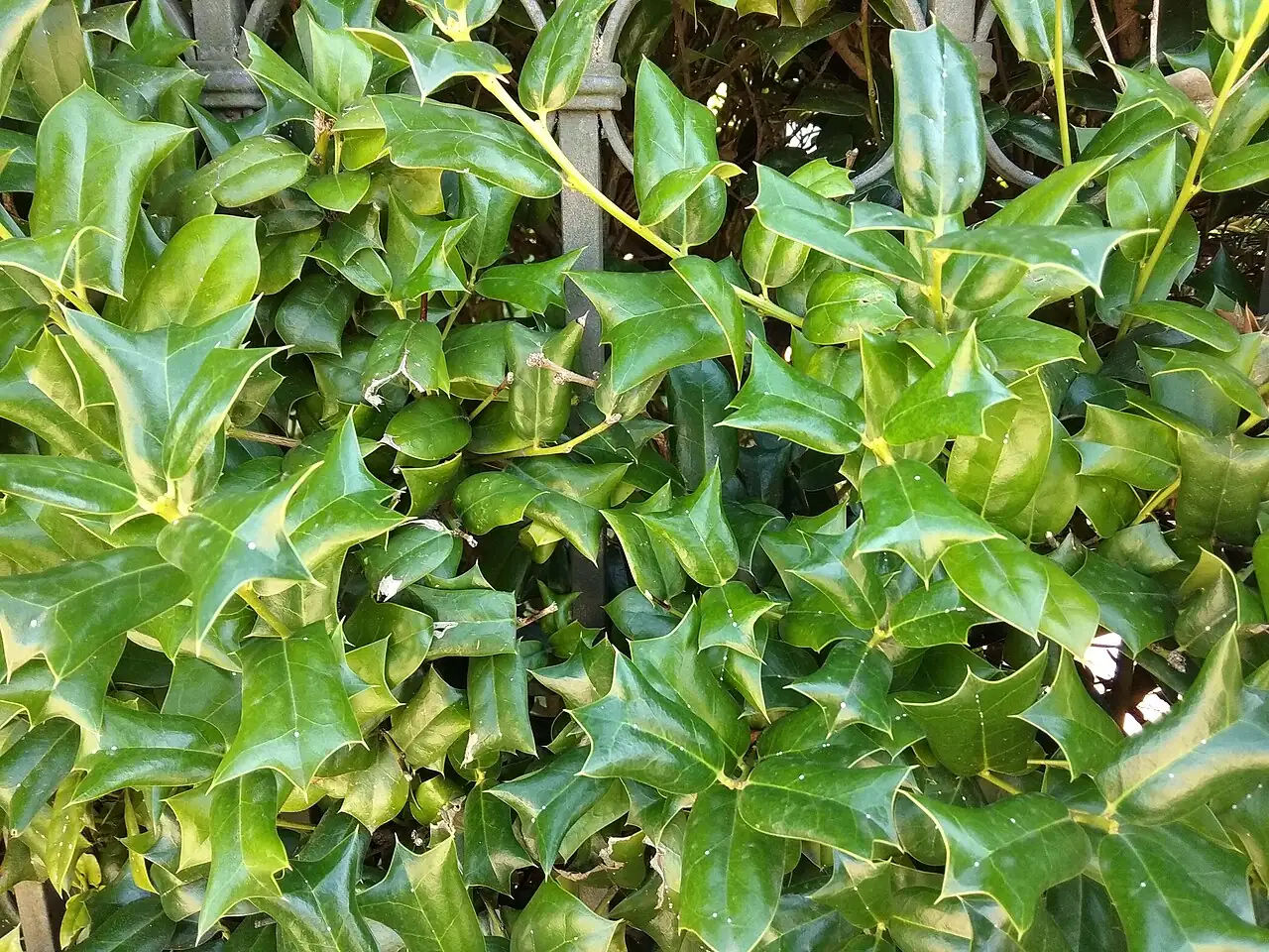 枸骨 (Ilex cornuta) — 环境展示