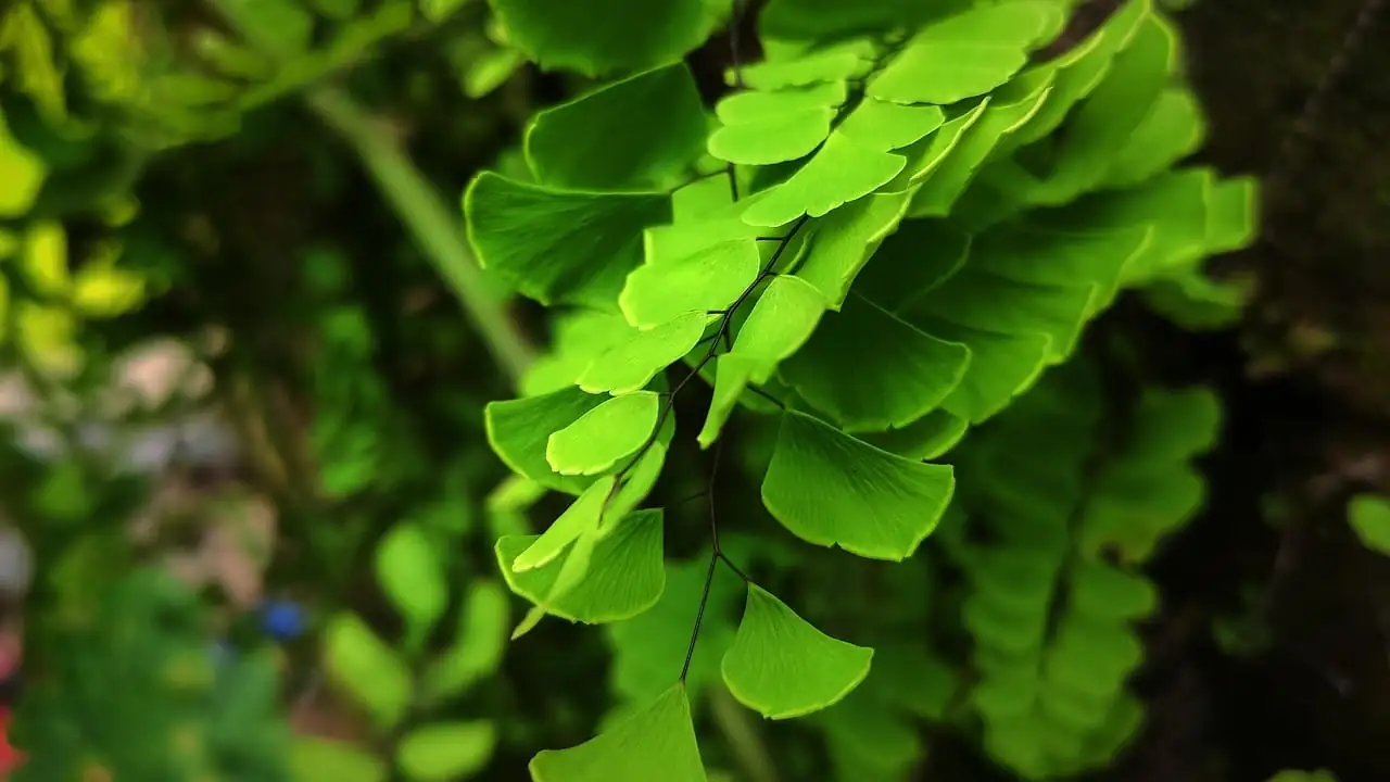Fougère capillaire (Adiantum raddianum) — détail