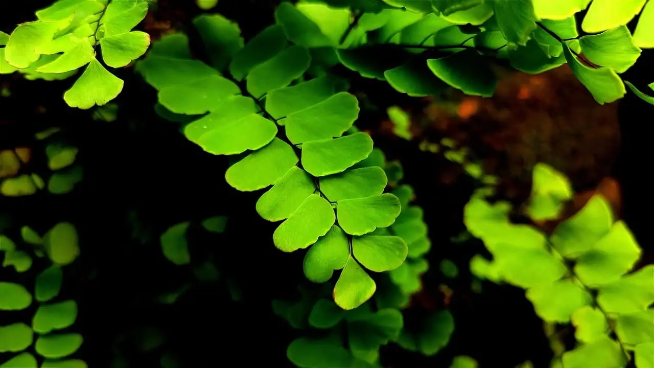 Fougère capillaire (Adiantum raddianum) — gros plan