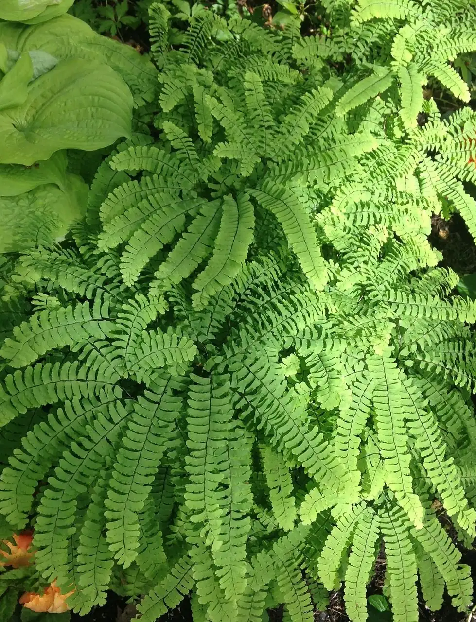 Fougère capillaire (Adiantum raddianum) — vue supplémentaire