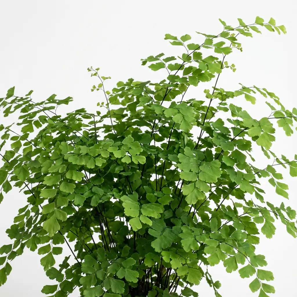 Fougère capillaire (Adiantum raddianum) — vue supplémentaire