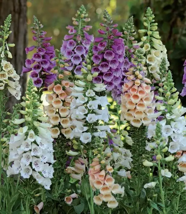 毛地黄 (Digitalis purpurea) — 特写