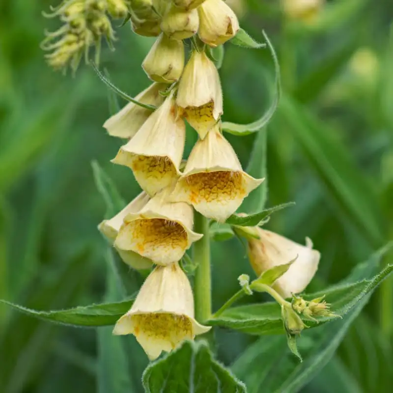 毛地黄 (Digitalis purpurea) — 环境展示