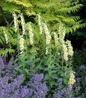 毛地黄 (Digitalis purpurea) — 更多视角