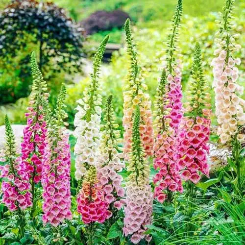 毛地黄 (Digitalis purpurea) — 更多视角