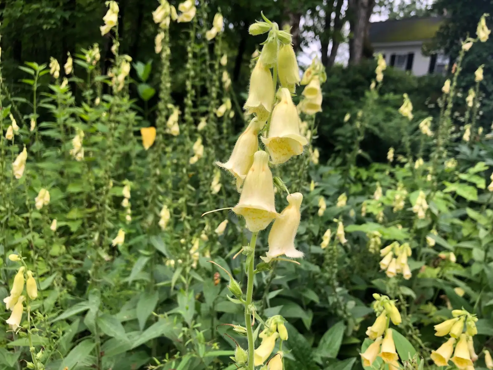 毛地黄 (Digitalis purpurea) — 主图