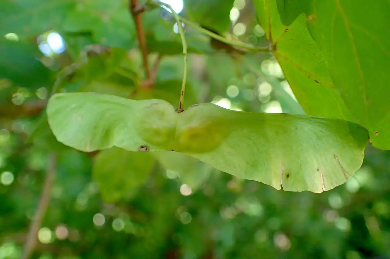 细裂槭 (Acer pilosum var. stenolobum) — 细节