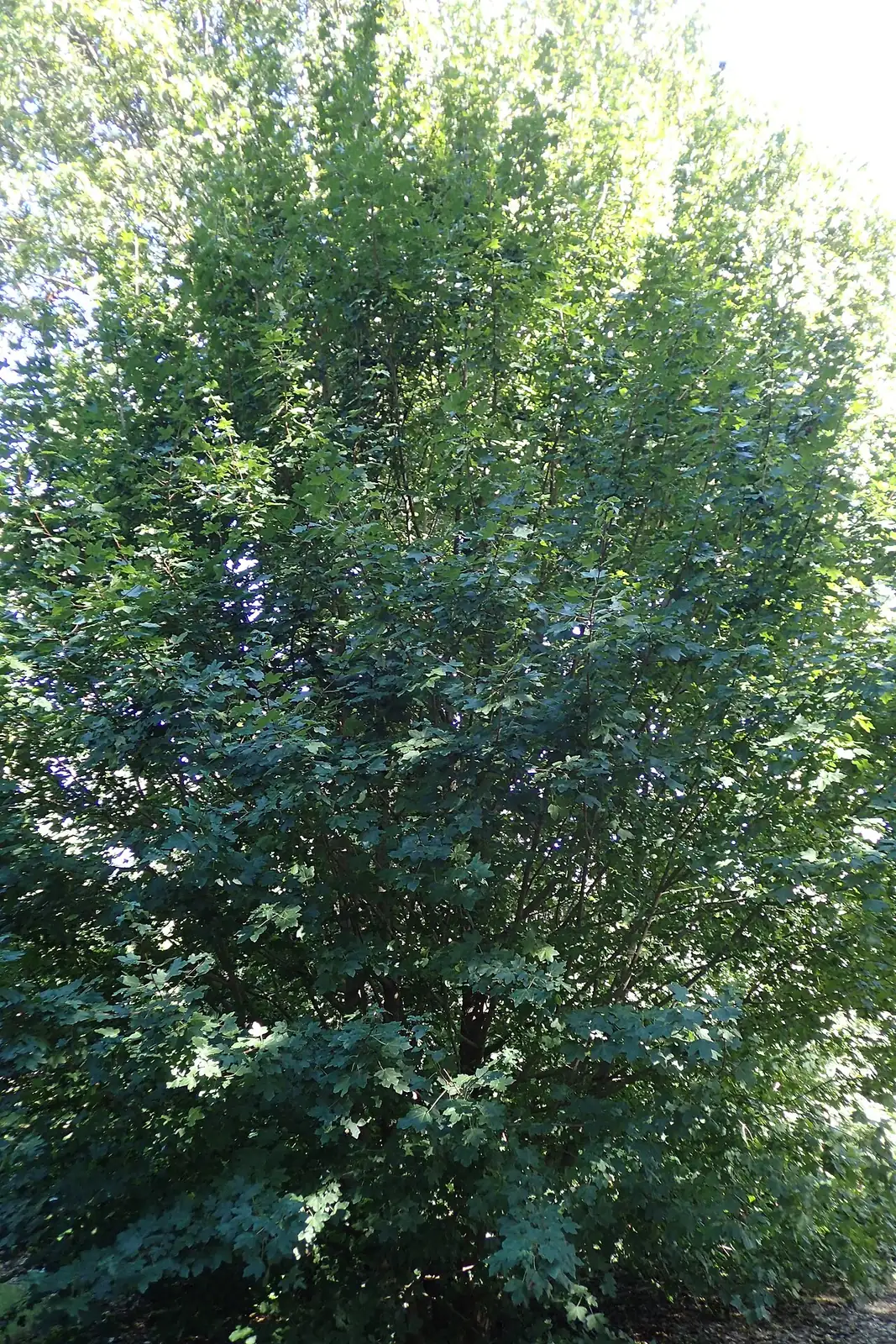 细裂槭 (Acer pilosum var. stenolobum) — 更多视角