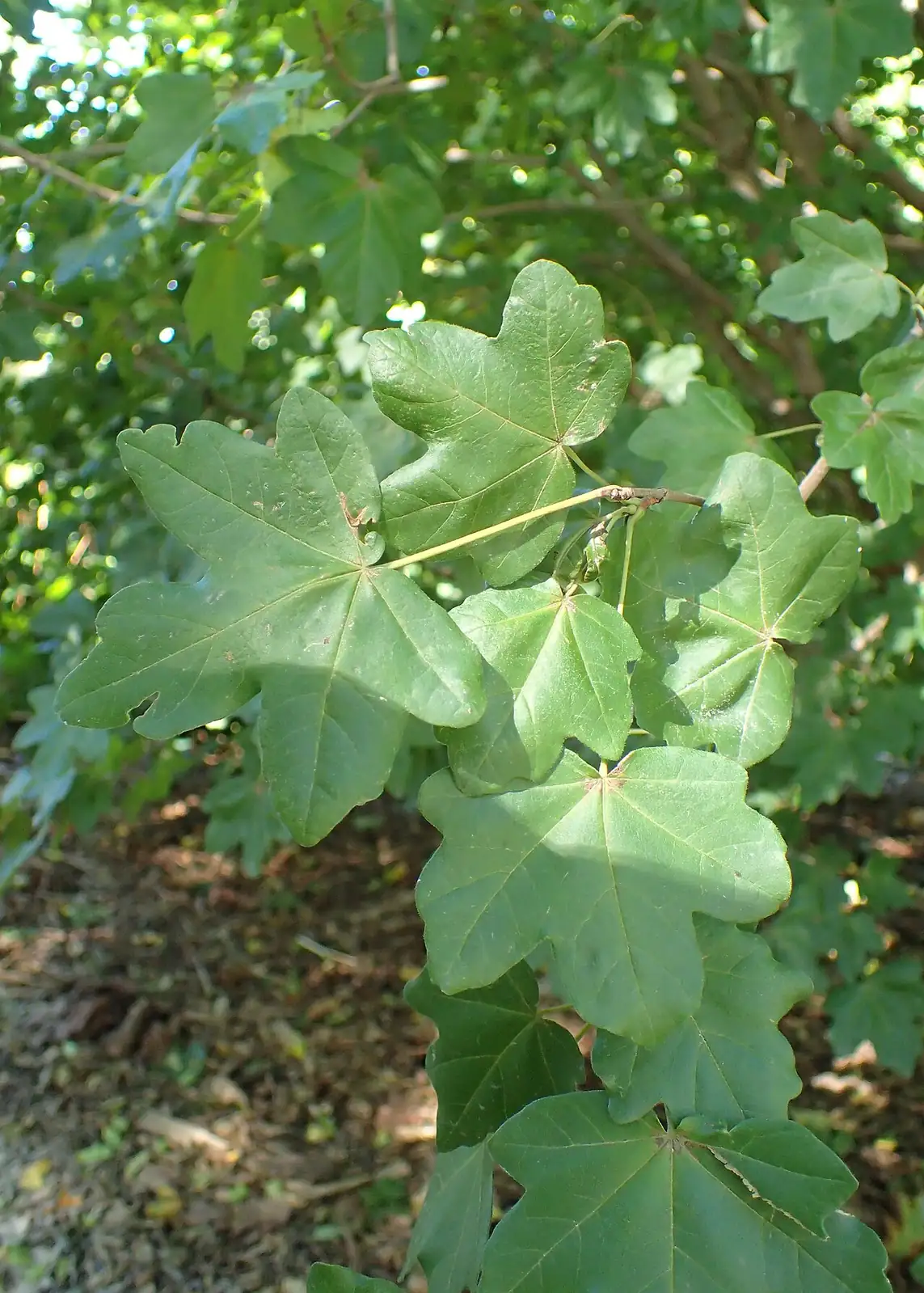 细裂槭 (Acer pilosum var. stenolobum) — 环境展示