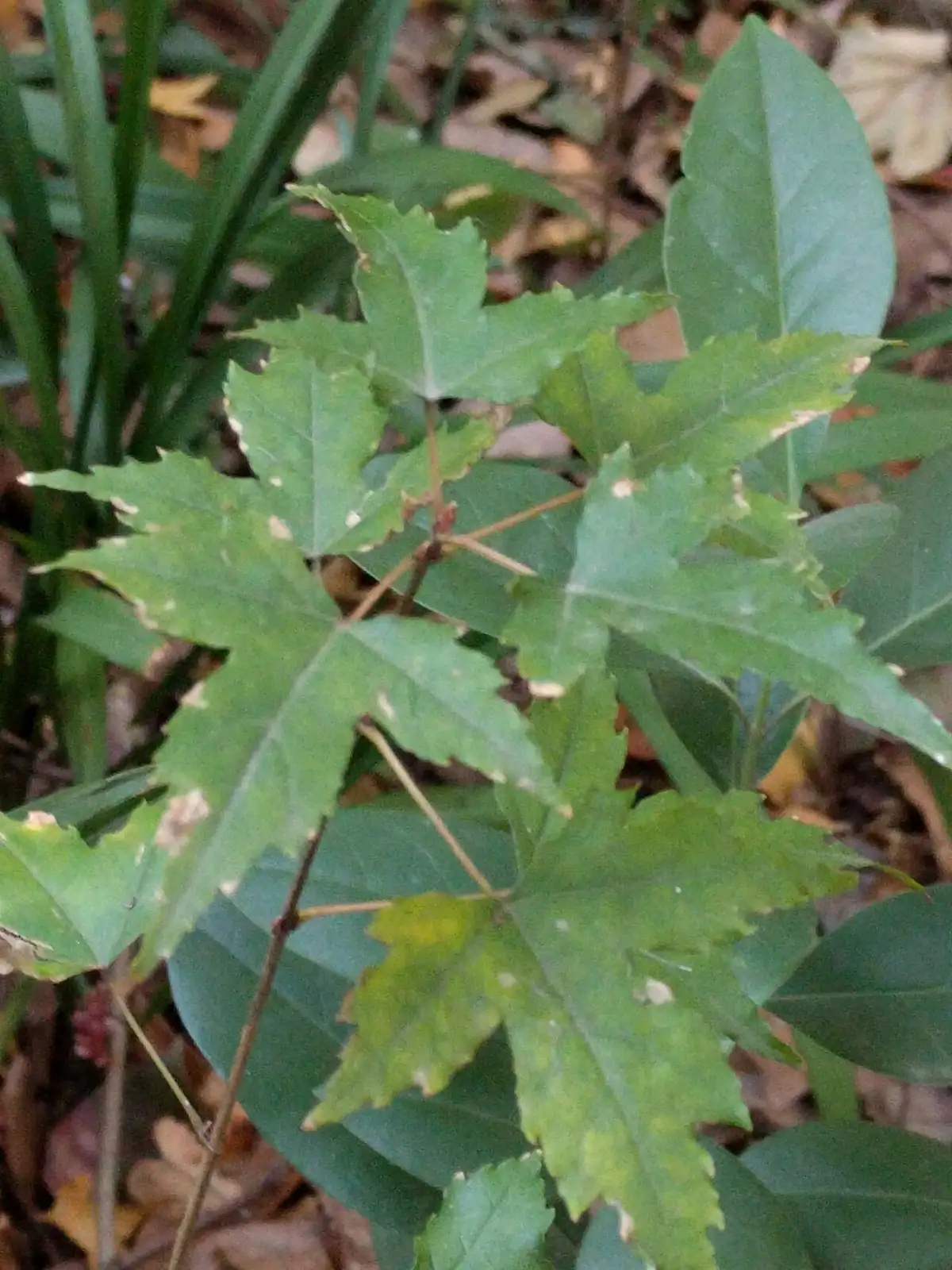 细裂槭 (Acer pilosum var. stenolobum) — 更多视角