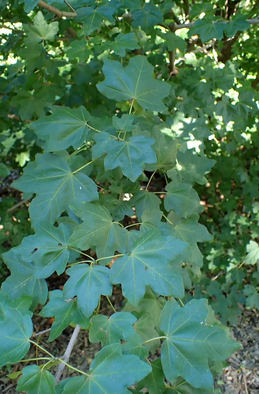 细裂槭 (Acer pilosum var. stenolobum) — 特写