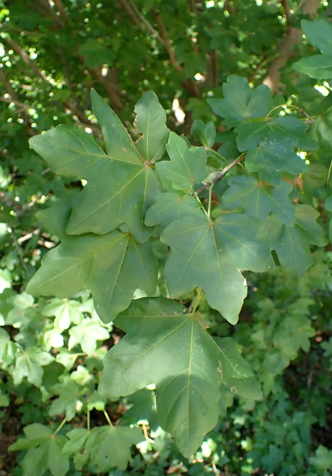 细裂槭 (Acer pilosum var. stenolobum) — 更多视角