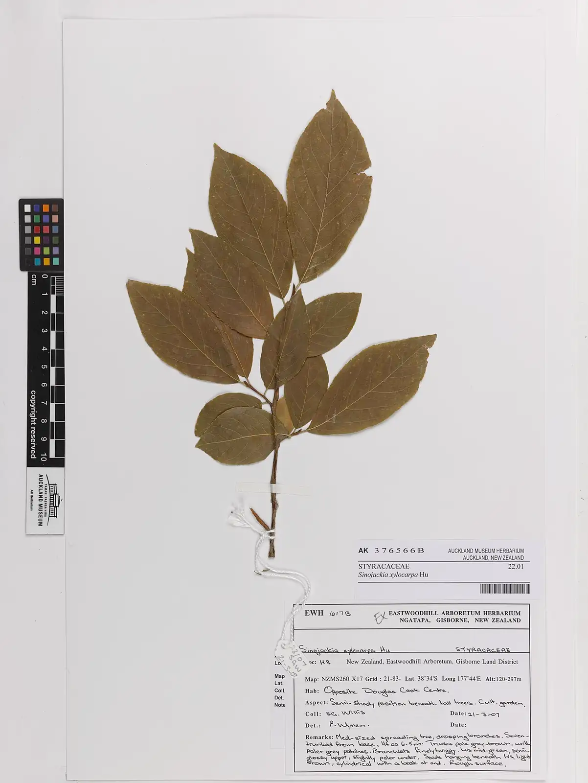 秤锤树 (Sinojackia xylocarpa) — 更多视角