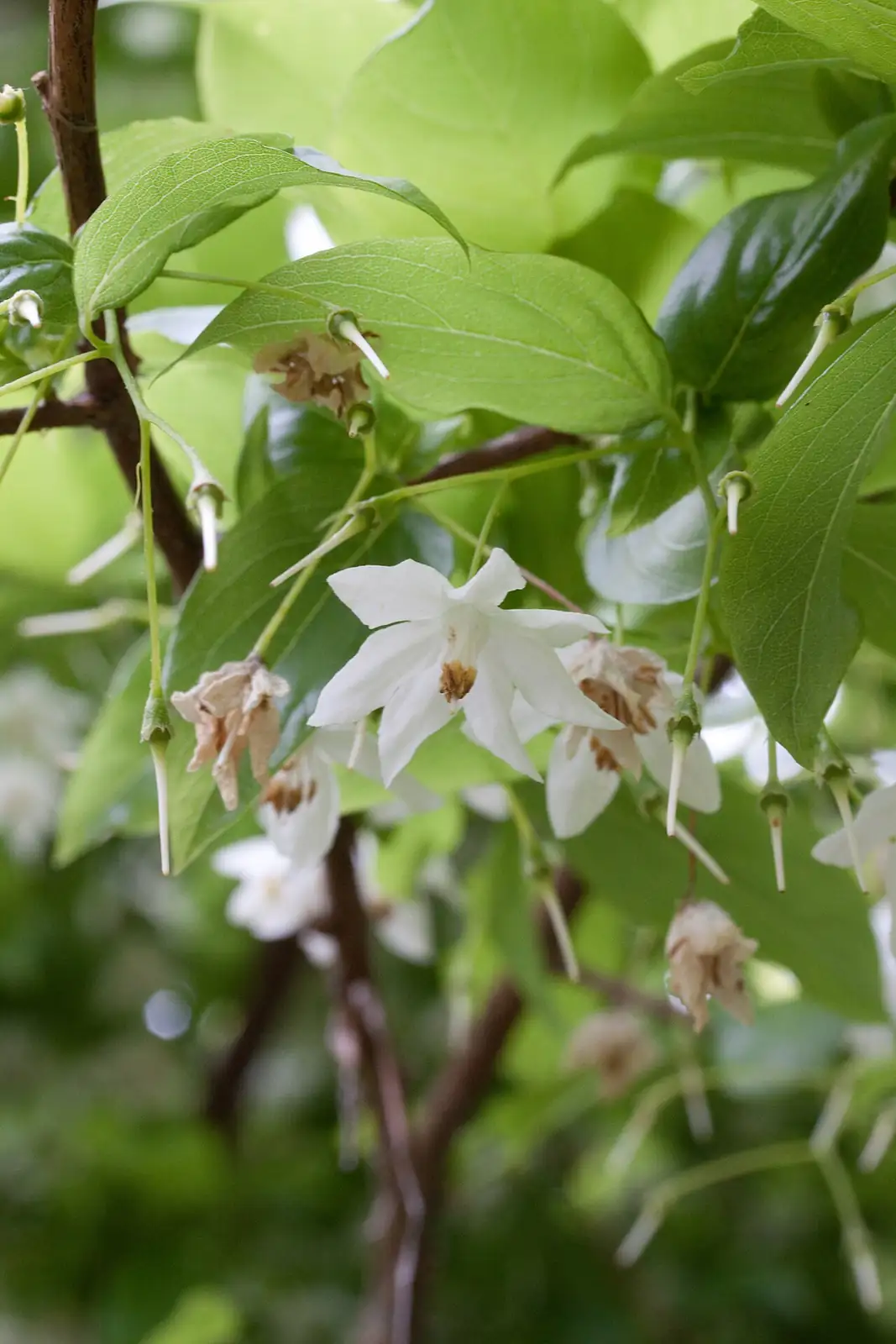 秤锤树 (Sinojackia xylocarpa) — 细节