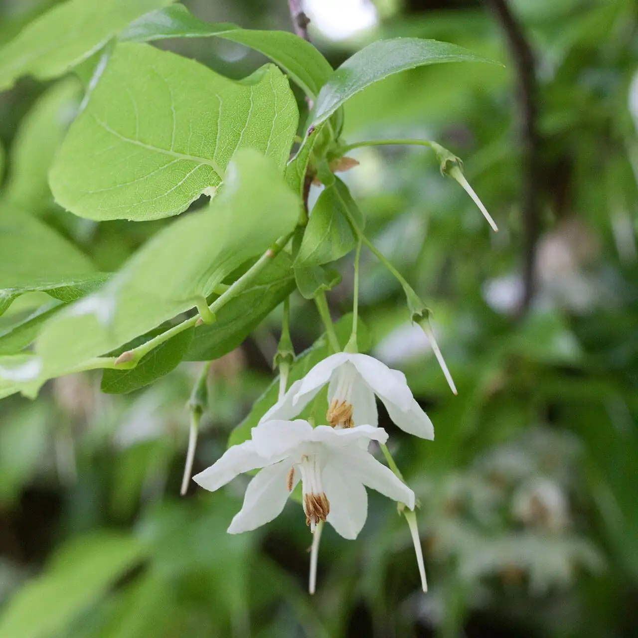 秤锤树 (Sinojackia xylocarpa) — 环境展示