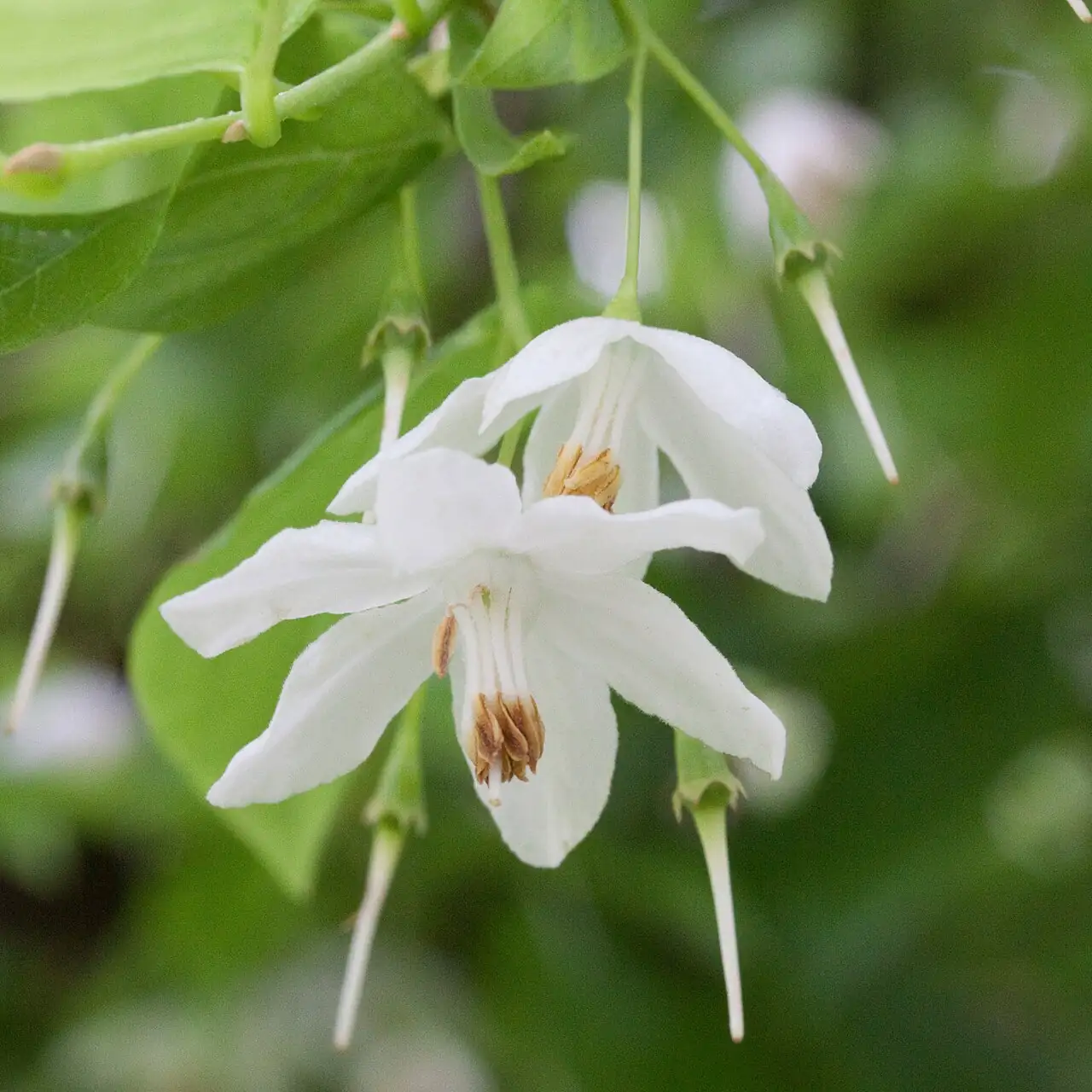 秤锤树 (Sinojackia xylocarpa) — 主图