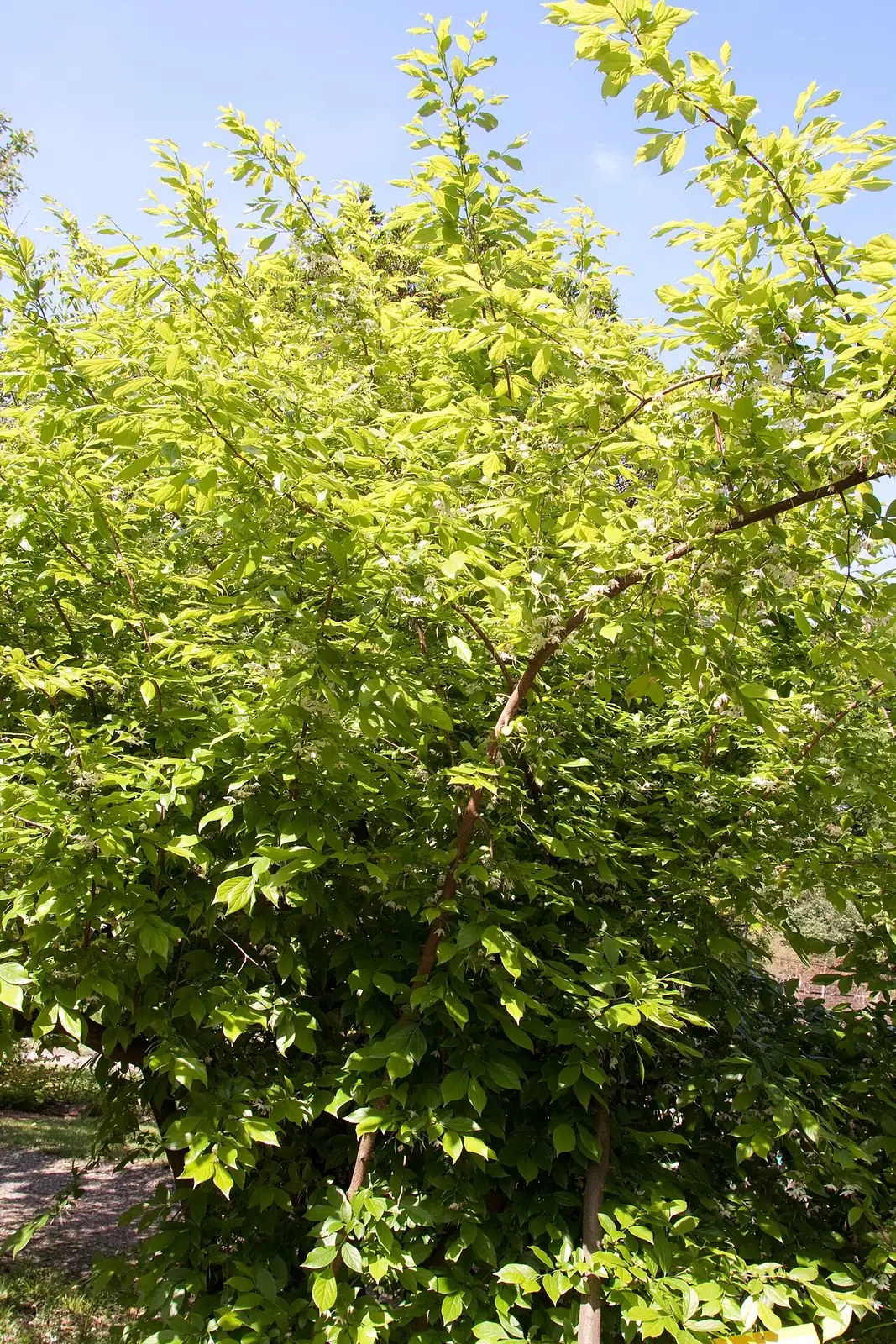 秤锤树 (Sinojackia xylocarpa) — 更多视角
