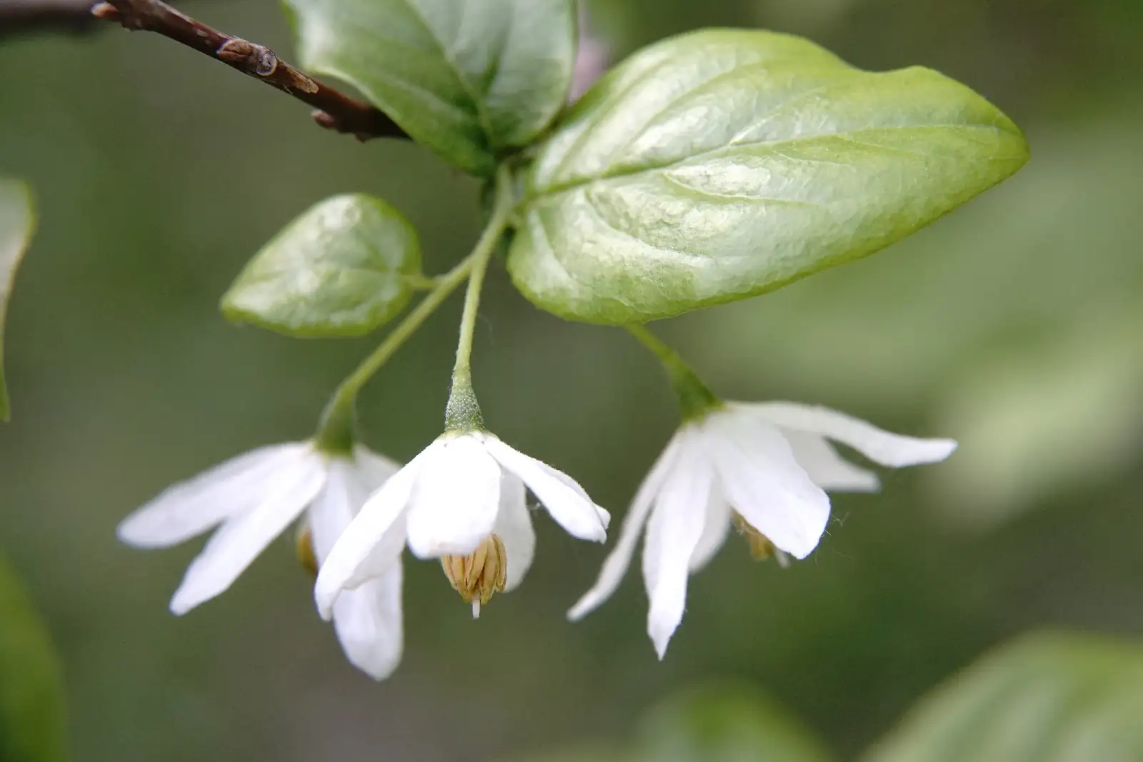 秤锤树 (Sinojackia xylocarpa) — 特写