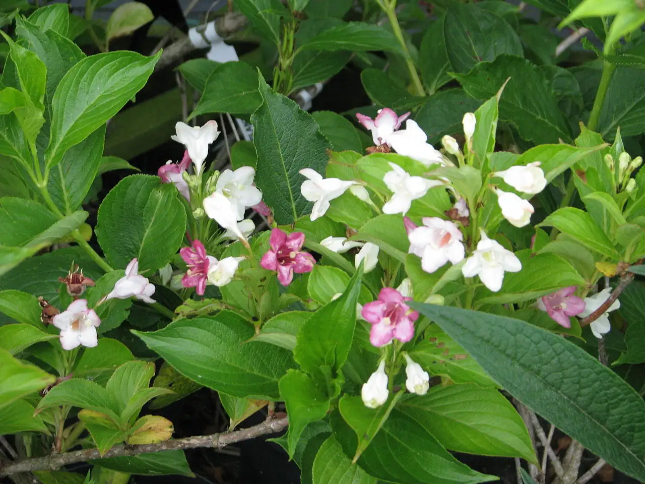 海仙花 (Weigela coraeensis) — 特写