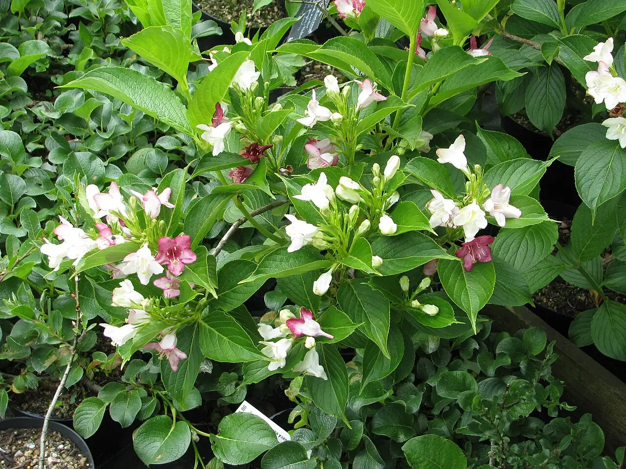 海仙花 (Weigela coraeensis) — 环境展示