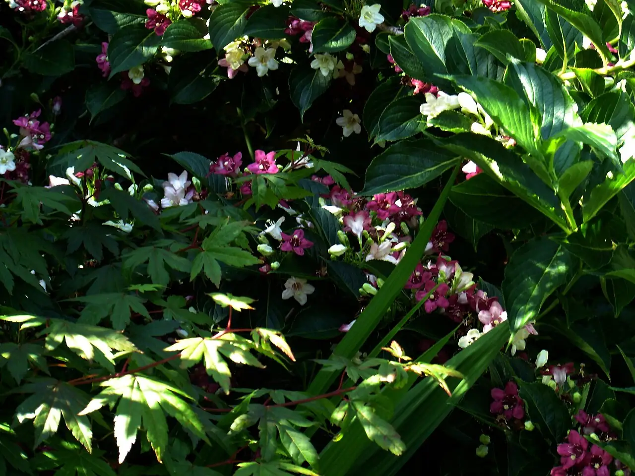 海仙花 (Weigela coraeensis) — 更多视角
