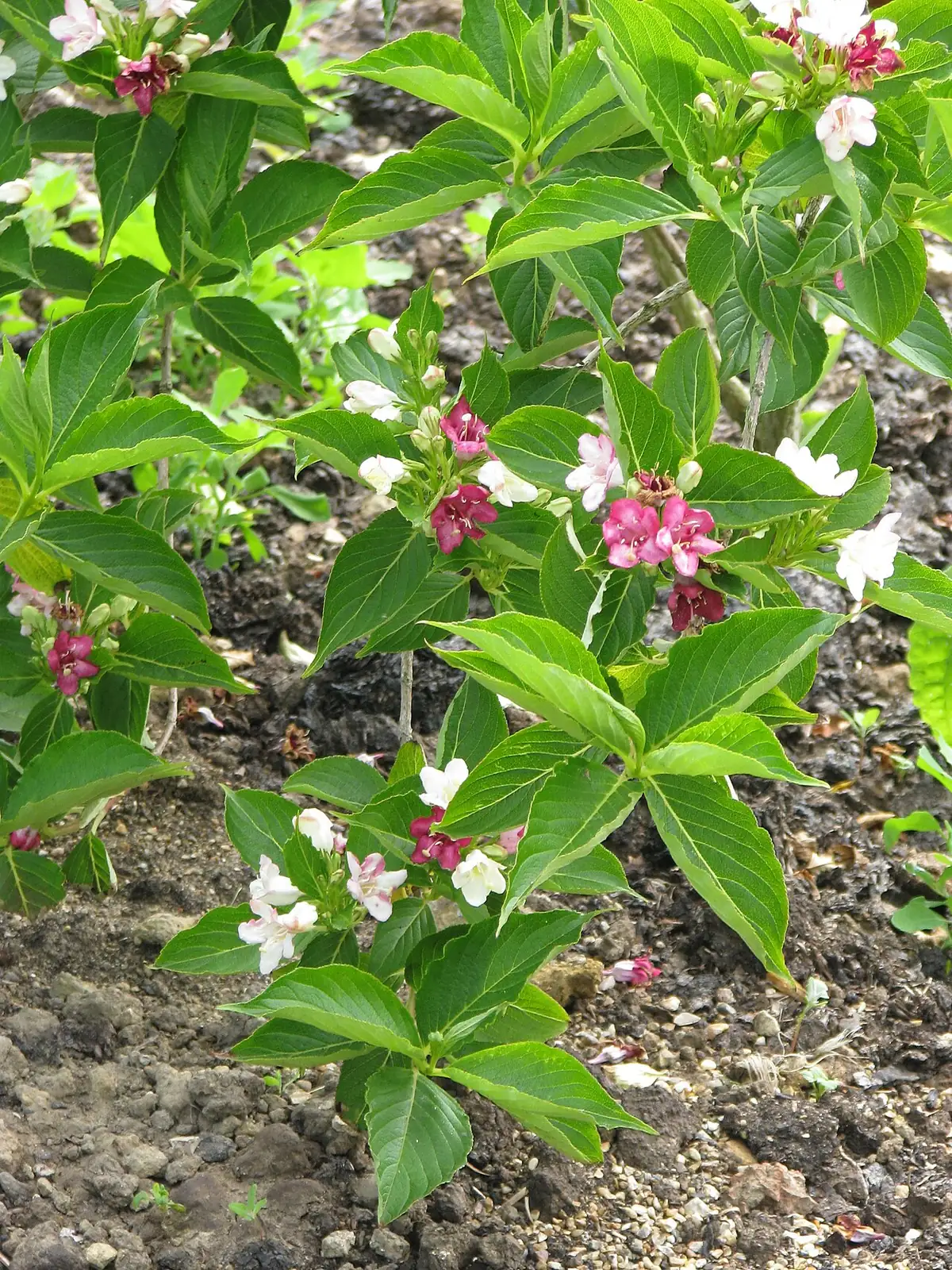 海仙花 (Weigela coraeensis) — 更多视角